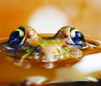 Frogs for Beginners